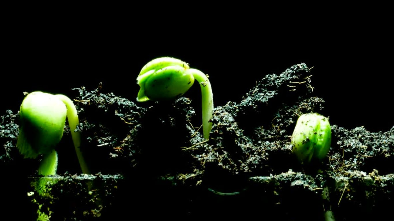 Seedling Membership